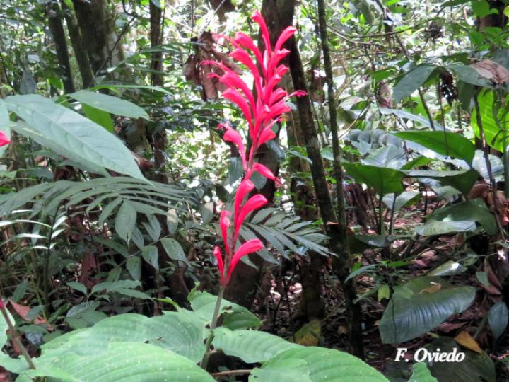 Stenostephanus chavesii (Pavón de Montaña)