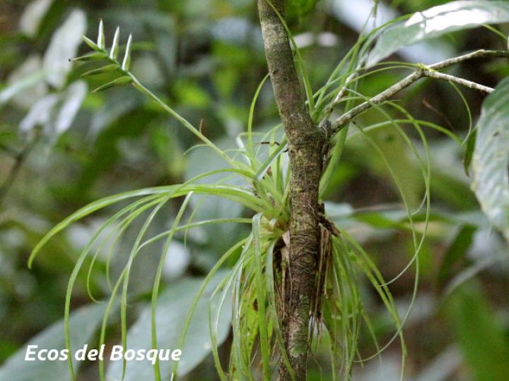 Tillandsia monadelpha