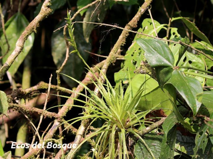 Tillandsia monadelpha