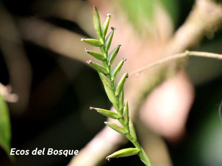 Tillandsia monadelpha