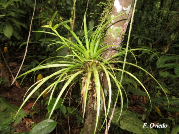 Tillandsia monadelpha