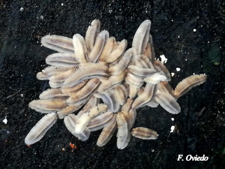 Barydesmus sp (Milpiés gigante de espalda plana, ninfas)