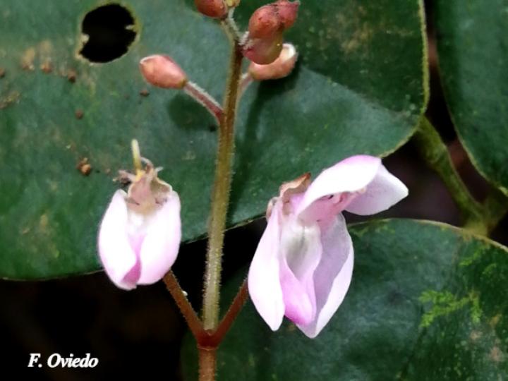 Desmodium axillare (Pega-pega)