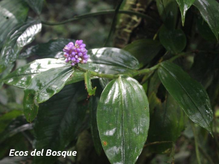 Dichorisandra hexandra