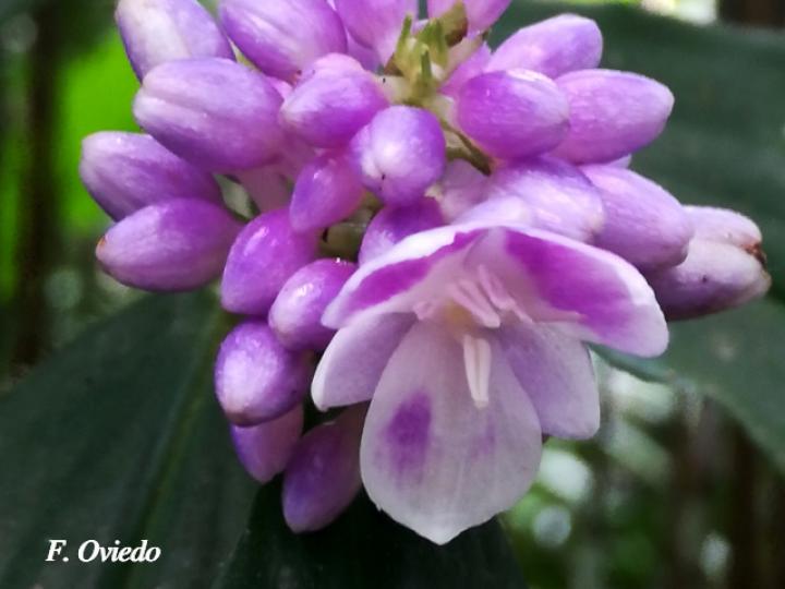 Dichorisandra hexandra