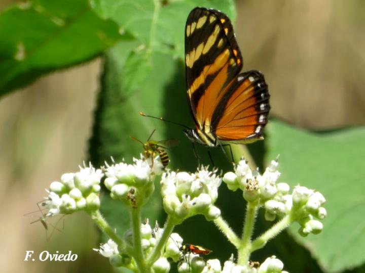 Eresia ithomioides alsina