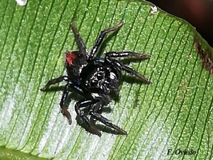 Especie salticidae 02 (Araña saltarina)