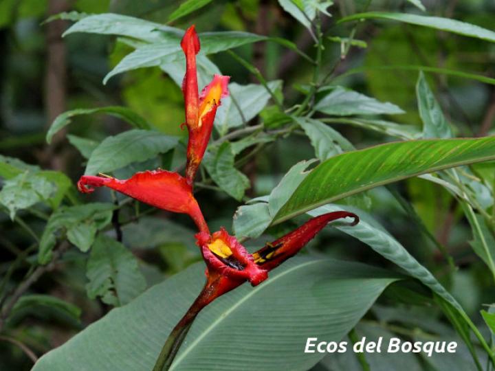 Heliconia irrasa