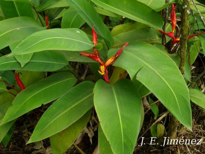 Heliconia irrasa