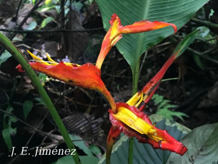 Heliconia irrasa