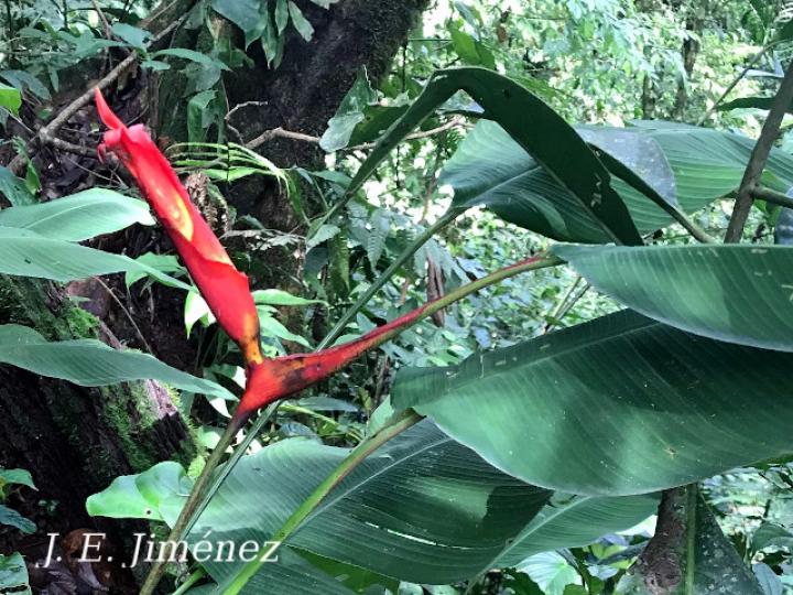 Heliconia irrasa
