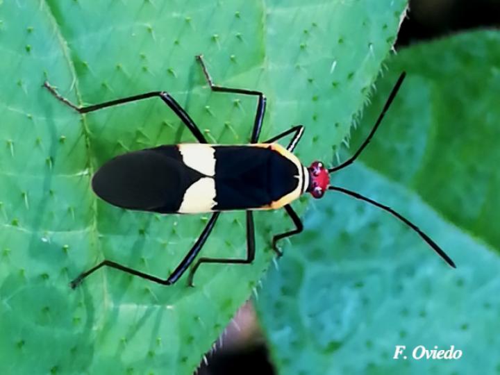 Hypselonotus interruptus 