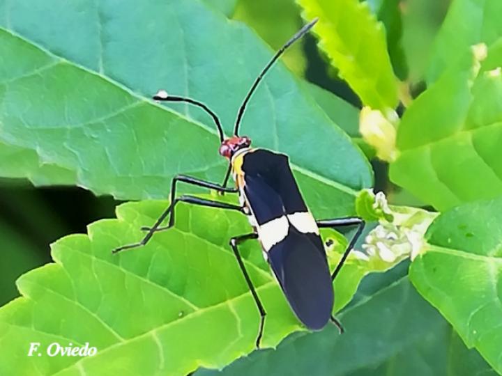 Hypselonotus interruptus 
