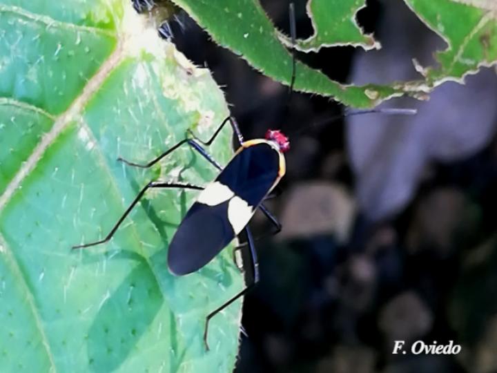 Hypselonotus interruptus