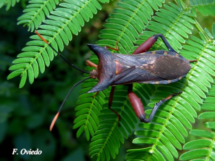 Mozena lurida (Chinche pata de hoja)