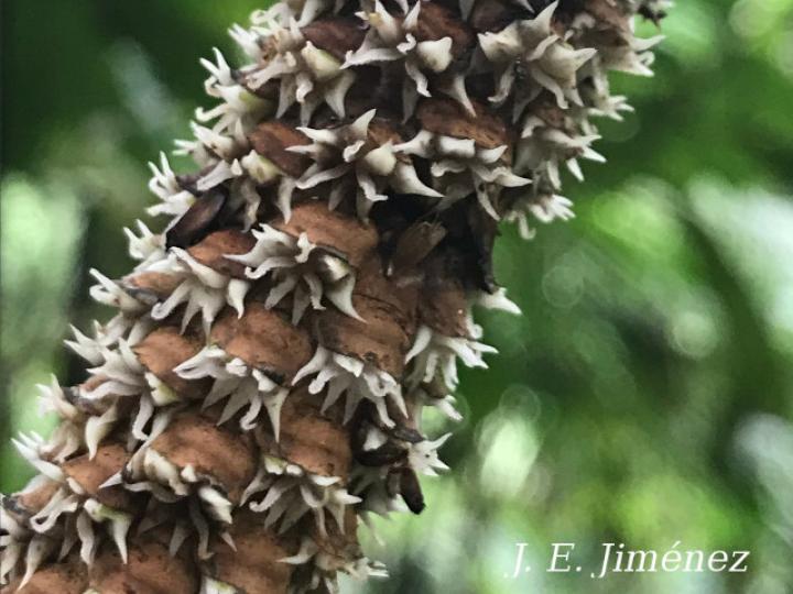 Pholidostachys pulchra