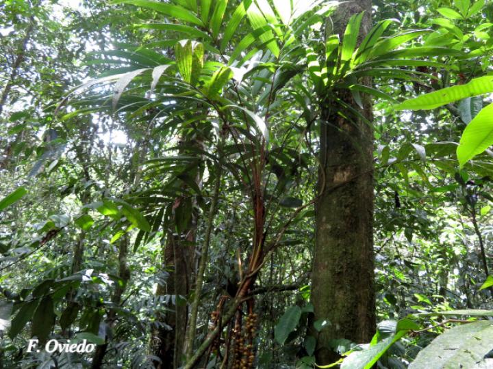 Pholidostachys pulchra