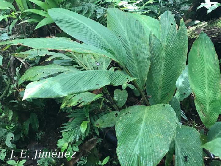 Renealmia pluriplicata