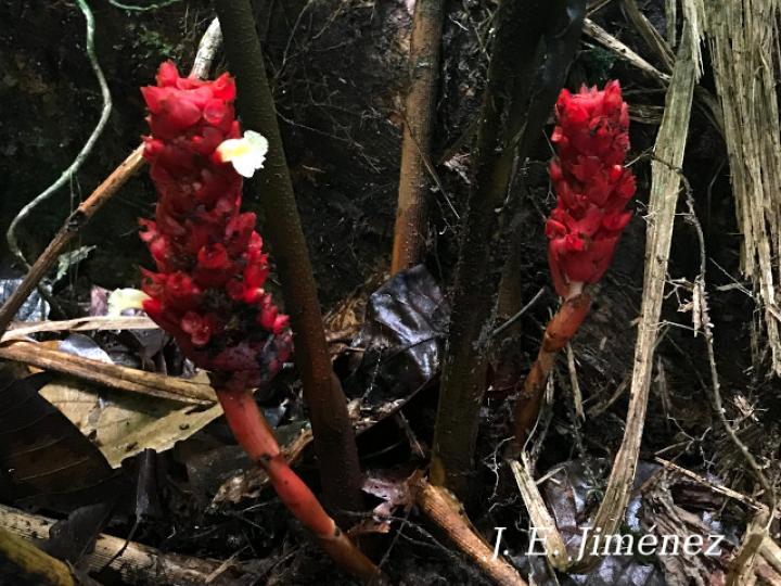 Renealmia pluriplicata