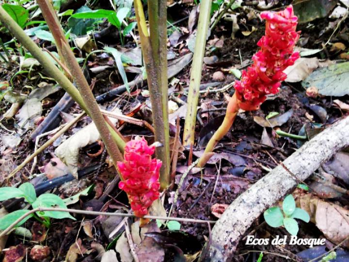 Renealmia pluriplicata