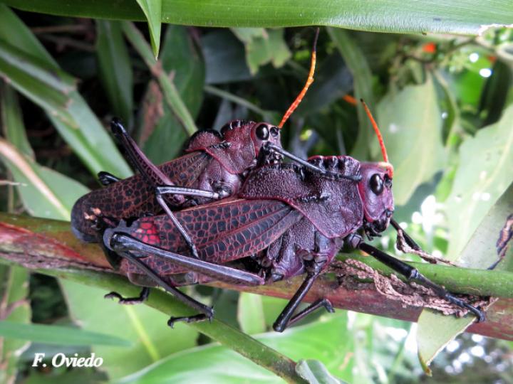 Taeniopoda reticulata (Saltamonte púrpura)