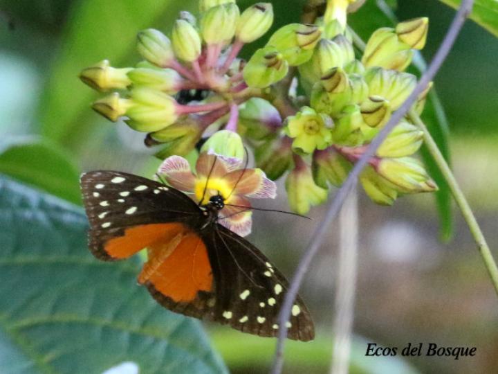 Tithorea tarricina pinthias