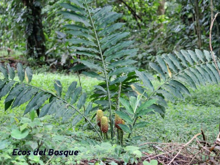 Zingiber spectabile (Maracas)