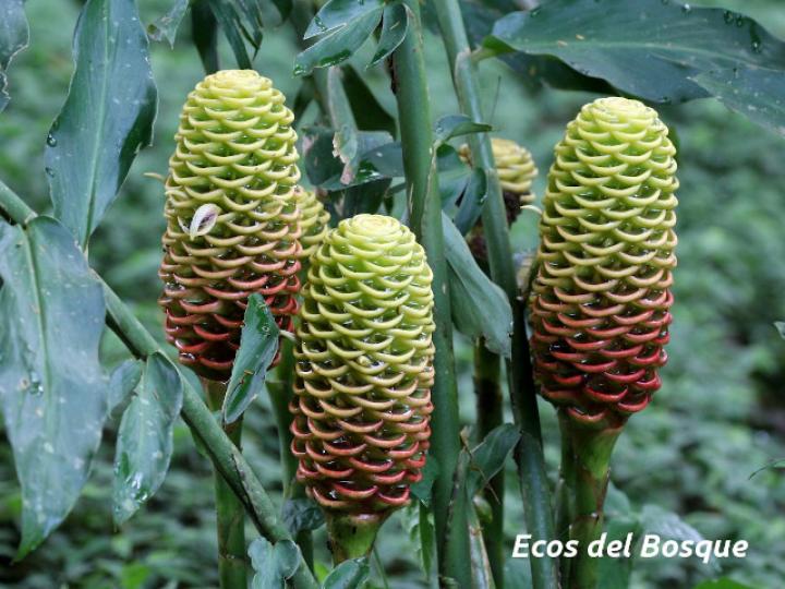 Zingiber spectabile (Maracas)