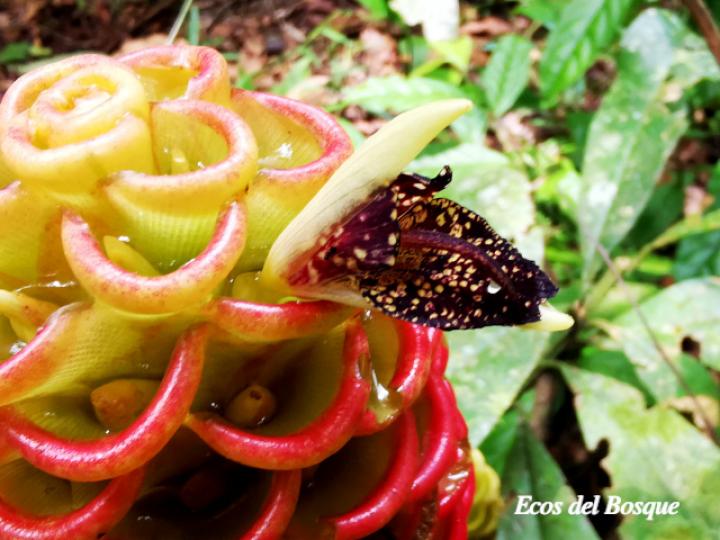 Zingiber spectabile (Maracas)