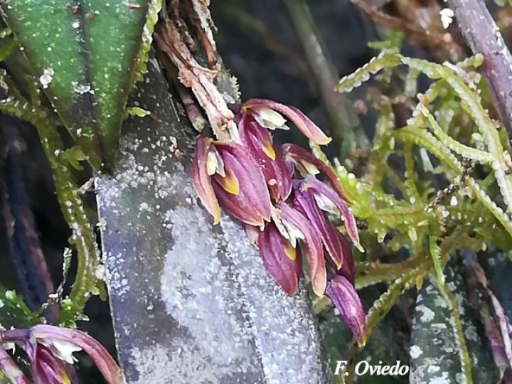 Acianthera brunnescens
