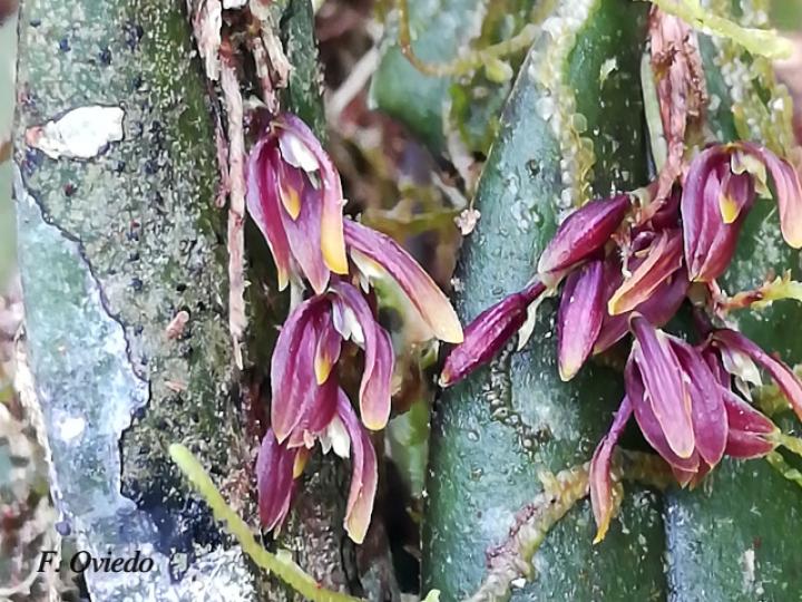 Acianthera brunnescens