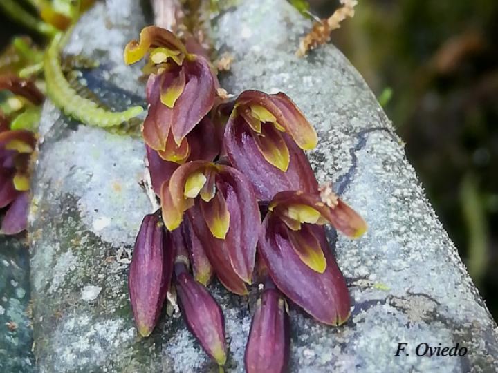 Acianthera brunnescens