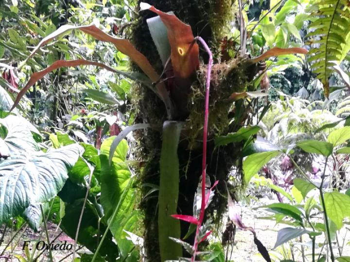 Aechmea pubescens 