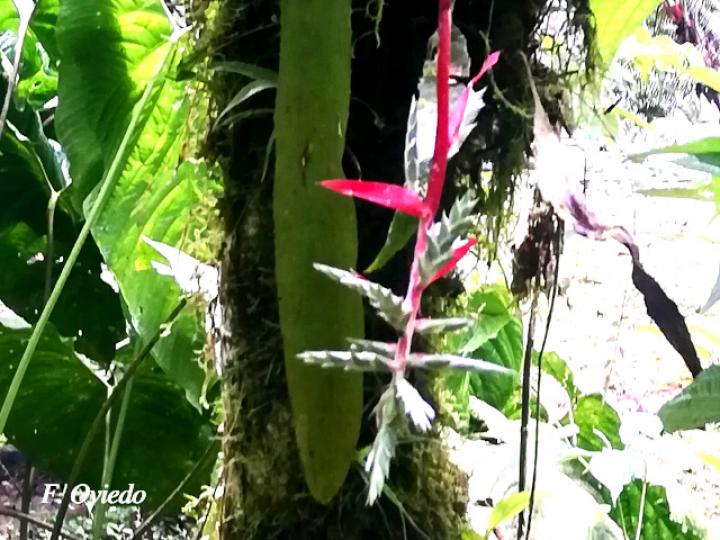Aechmea pubescens 