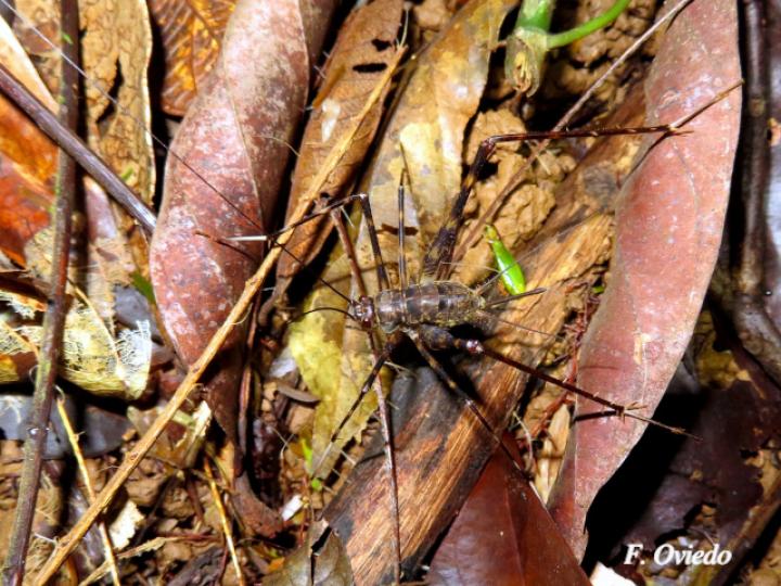 Amphiacusta sp (Grillo de patas largas)