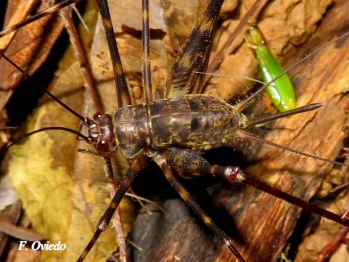 Amphiacusta sp (Grillo de patas largas)