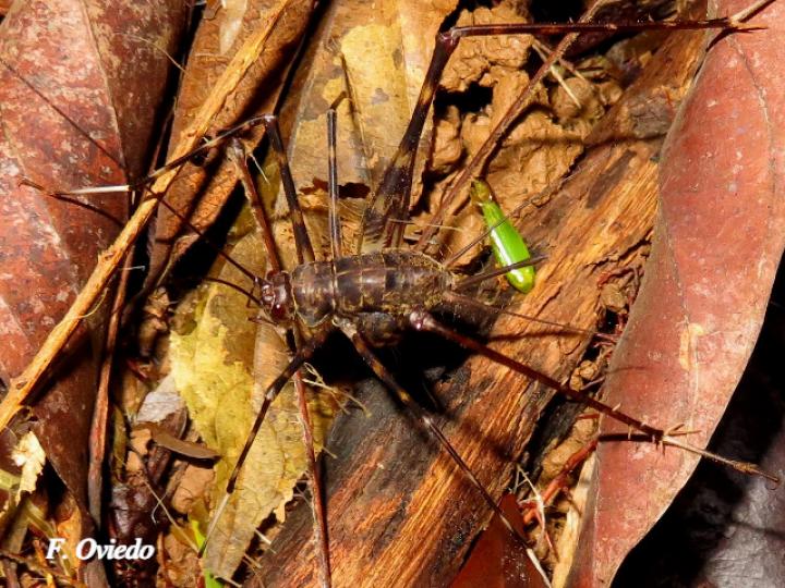 Amphiacusta sp (Grillo de patas largas)