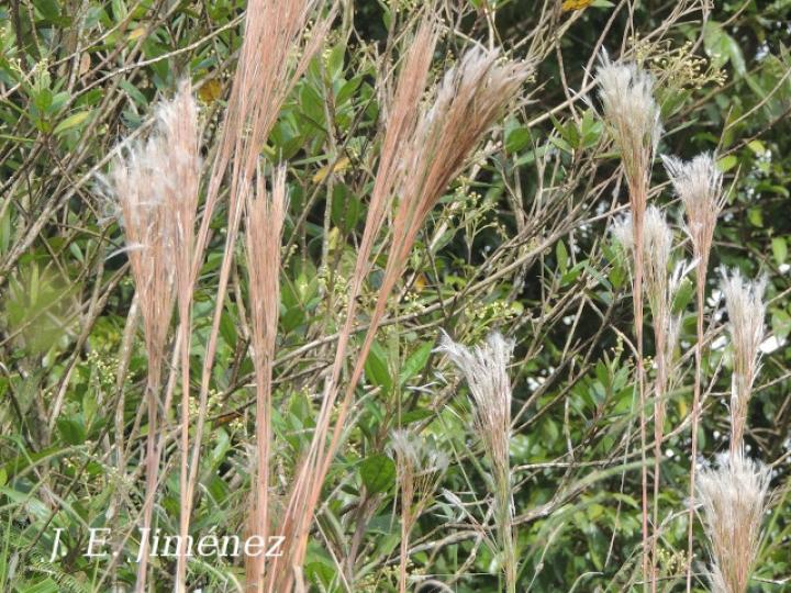 Andropogon bicornis (Cola de venado)