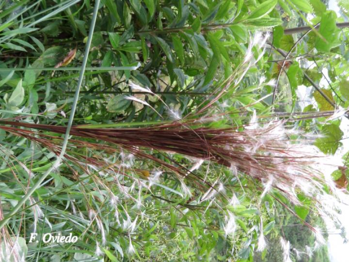 Andropogon bicornis (Cola de venado)