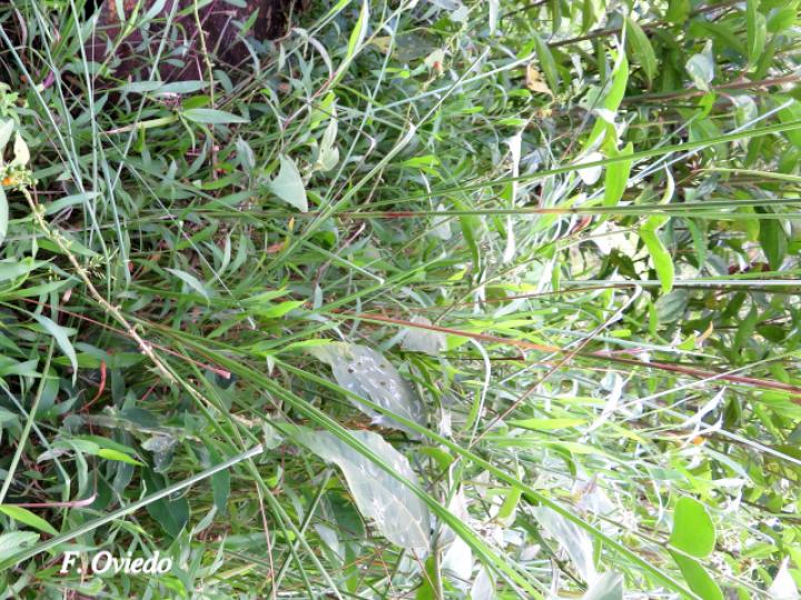 Andropogon bicornis (Cola de venado)