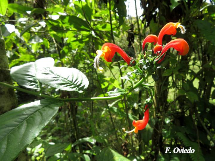 Centropogon granulosus