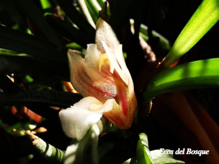 Christensonella uncata, flor.