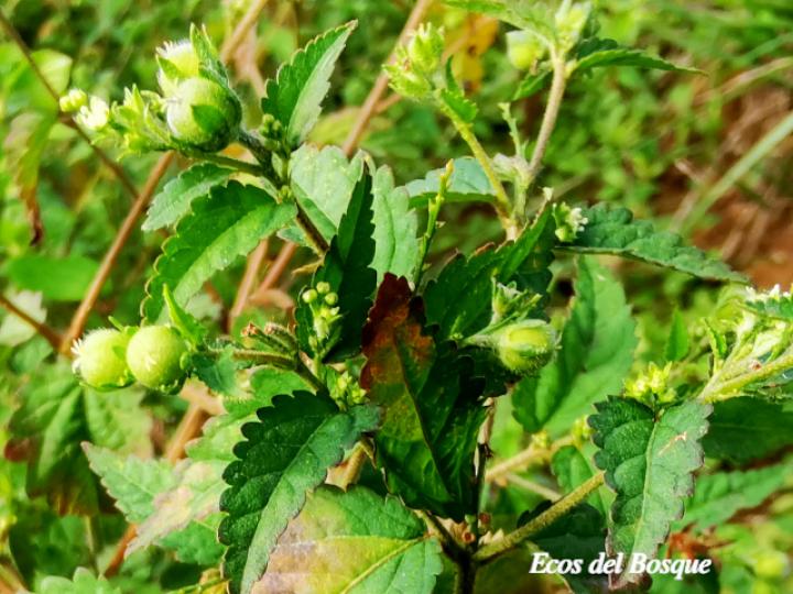Croton trinitatis (Comastrona)