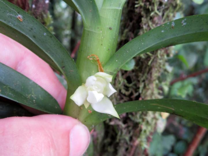 Dichaea fragrantissima subsp. Eburnea