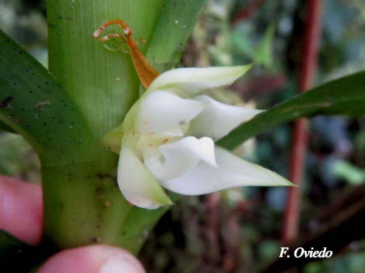 Dichaea fragrantissima subsp. Eburnea