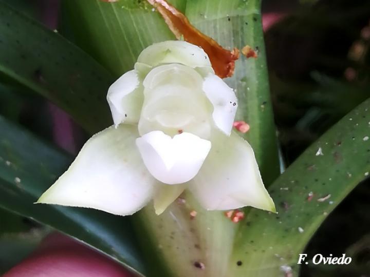 Dichaea fragrantissima subsp. Eburnea