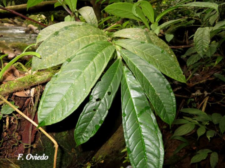 Drymonia submarginalis