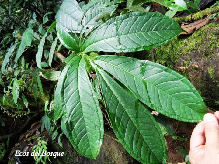 Drymonia submarginalis