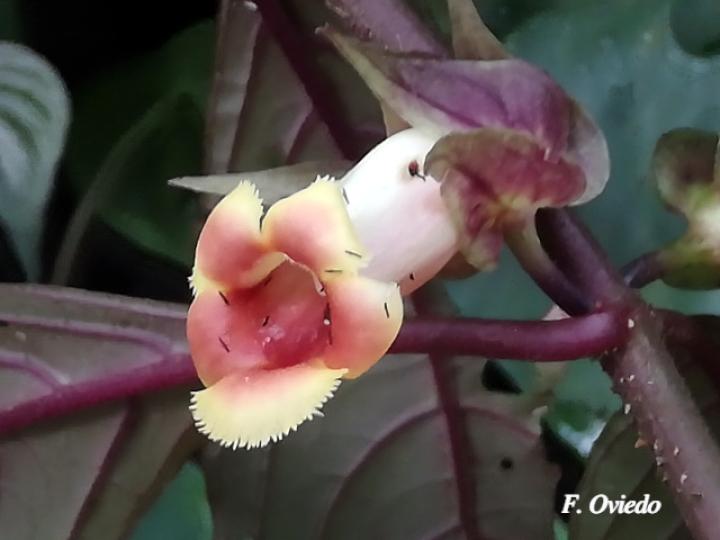 Drymonia warszewicziana