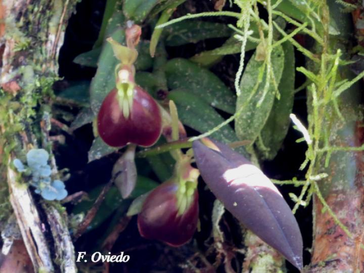 Epidendrum porpax